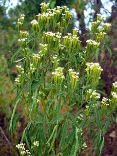 جعفری مکزیکی